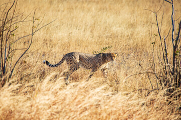 Cheetah walking in the savannah; Hwange National Park, Zimbabwe