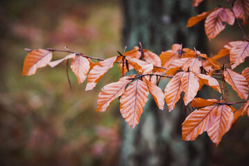 Fototapeta na wymiar Autumn in the forest after rain. 