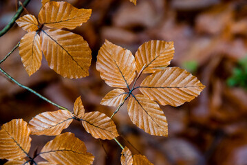 Autumn in the forest after rain. 