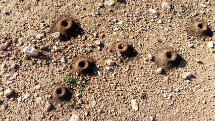 Perfect holes in the ground made by snails