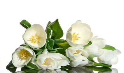 Obraz na płótnie Canvas Fresh white tulips on the white background close-up shot