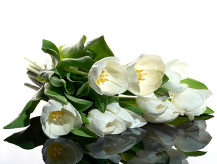 Obraz na płótnie Canvas Fresh white tulips on the white background close-up shot