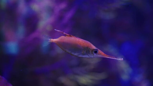 Longspine snipefish swimming under neon illumination