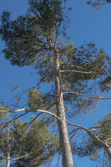 a vertical pine seen from below in a park