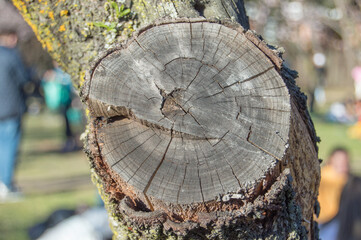 Naklejka premium Cut tree branch edge showing tree rings