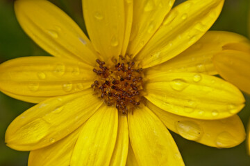  Closeup of a bright yellow african daisy flower in the garden
Download preview
Close-up of a bright yellow african daisy flower with dew drops in the garden, overhead view, selelctive focus - Osteosp