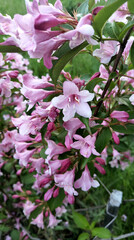 pink and white blossom
