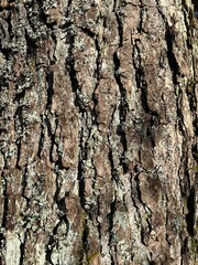 Obraz premium Tree bark close up. Structured background for nature themes. 
