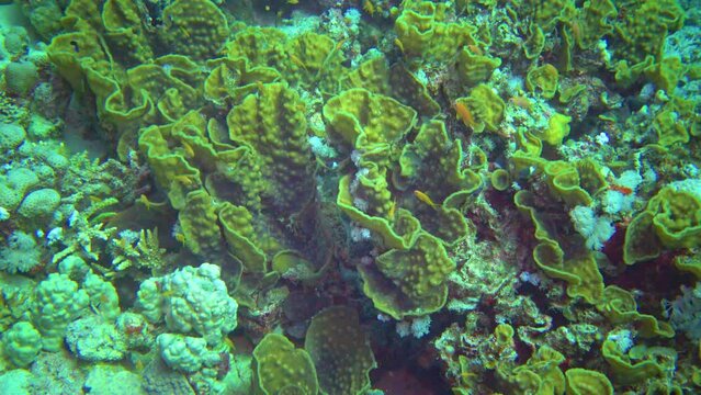 Different coral tropical fish on a among Yellow waver coral (Turbinaria mesenterina) on a coral reef in the Red Sea