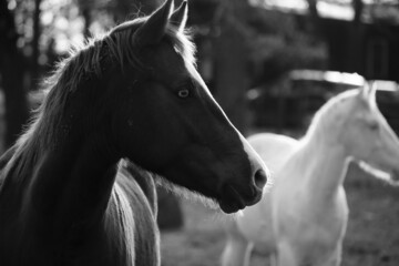Rustic equine portrait of horse pair on farm in shallow depth of field.