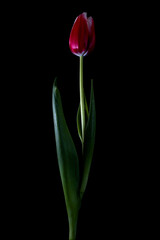 Tulip flower isolated on black