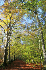 Fototapeta premium Decoy country park in Autumn 