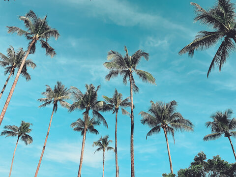 Summer on the beach blue sky with tropical palms trees silhouettes