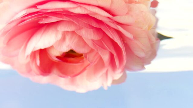 Close-up of peony bud under water. Stock footage. Beautiful rosebud under water. Peony under water surface on isolated background
