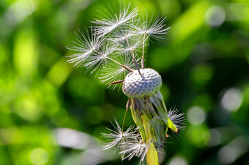 Diente de león