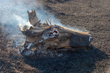 big tree trunk burning in the field