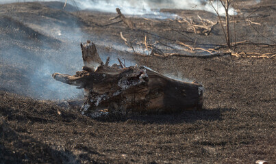 big tree trunk burning in the field