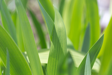 The green leaf is show in texture and pattern of line