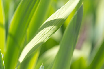 The green leaf is show in texture and pattern of line