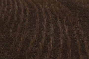 wheat stubble close up, cut wheat stalks