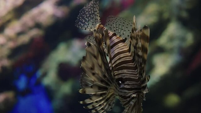 Red devil firefish swimming in seawater
