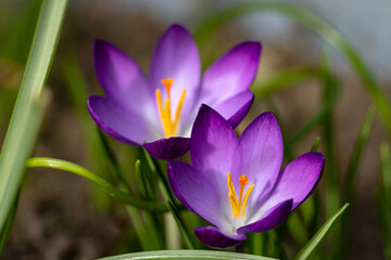Close-up of purple crocus flowers on the ground