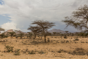 Fototapeta na wymiar View of a landscape of Somaliland