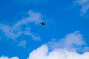 Eagle in Africa