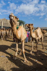 View of the camel market in Hargeisa, capital of Somaliland