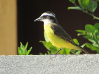 Papa-moscas do velho mundo. Peito amarelo.