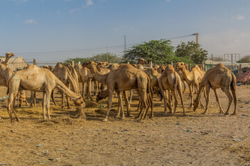 Camel market in Hargeisa, capital of Somaliland