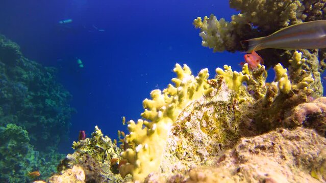 Millepora fire coral and colorful tropical fish on a coral reef in the Red Sea, Egypt