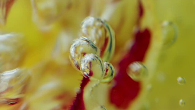 Close-up of bubbling bubbles on petal. Stock footage. Stream of bubbles in water on background of flower. Bubbles move with flower petal 
