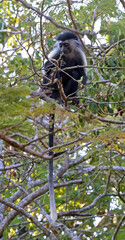 Obraz premium Royal Colobus (Colobus) on the tree