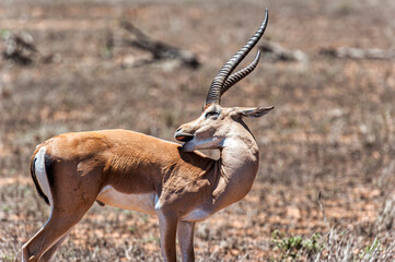 A Gazelle in the Kenyan wildlife park Tsavo East