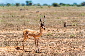 A Gazelle in the Kenyan wildlife park Tsavo East