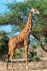 A Giraffe in the wildlife national park in Tsavo East in Kenya 