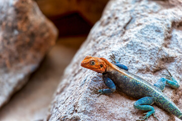The East African Rainbow Lizard, also known as Agama Agama in the wildlife national park in Tsavo East in Kenya