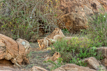 Lion cubs and their Mum in the wildlife national park in Tsavo East in Kenya