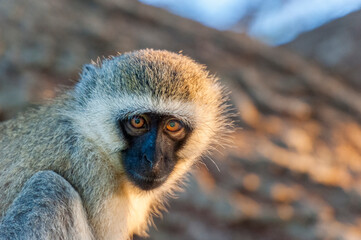 Blue Balled Monkey in the wildlife park in Tsavo East in Kenya