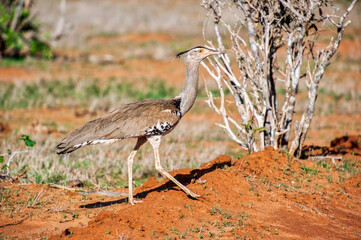 A Secretary Bird in the wildlife national park in Tsavo East in Kenya 