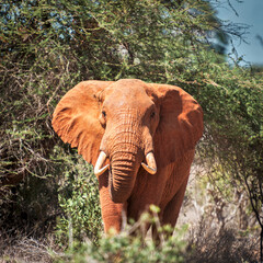 Obraz na płótnie Canvas A red elephant in the wildlife national park in Tsavo East in Kenya 