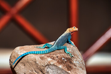 The East African Rainbow Lizard, also known as Agama Agama in the wildlife national park in Tsavo East in Kenya