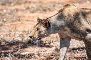 Female Lion hunting in the wildlife national park in Tsavo East in Kenya