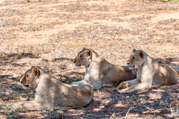 Female Lions in the wildlife national park in Tsavo East in Kenya