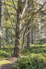 Fototapeta premium Mature Scots Pine trees in the Abernethy National Nature Reserve at Loch Garten, Highland, Scotland UK.