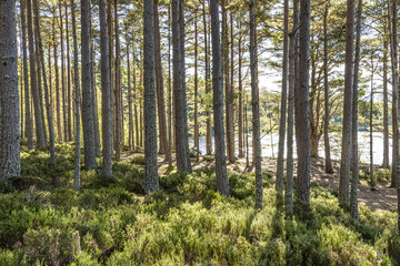 Scots Pine trees in the Abernethy National Nature Reserve on the banks of Loch Garten,  Highland, Scotland UK.