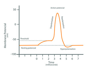 Diagram of a transmission of a nerve impulse. Relation to the membrane voltage over time.