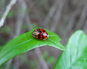 ladybug on leaf