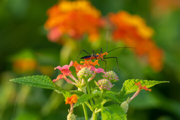 bug on a flower